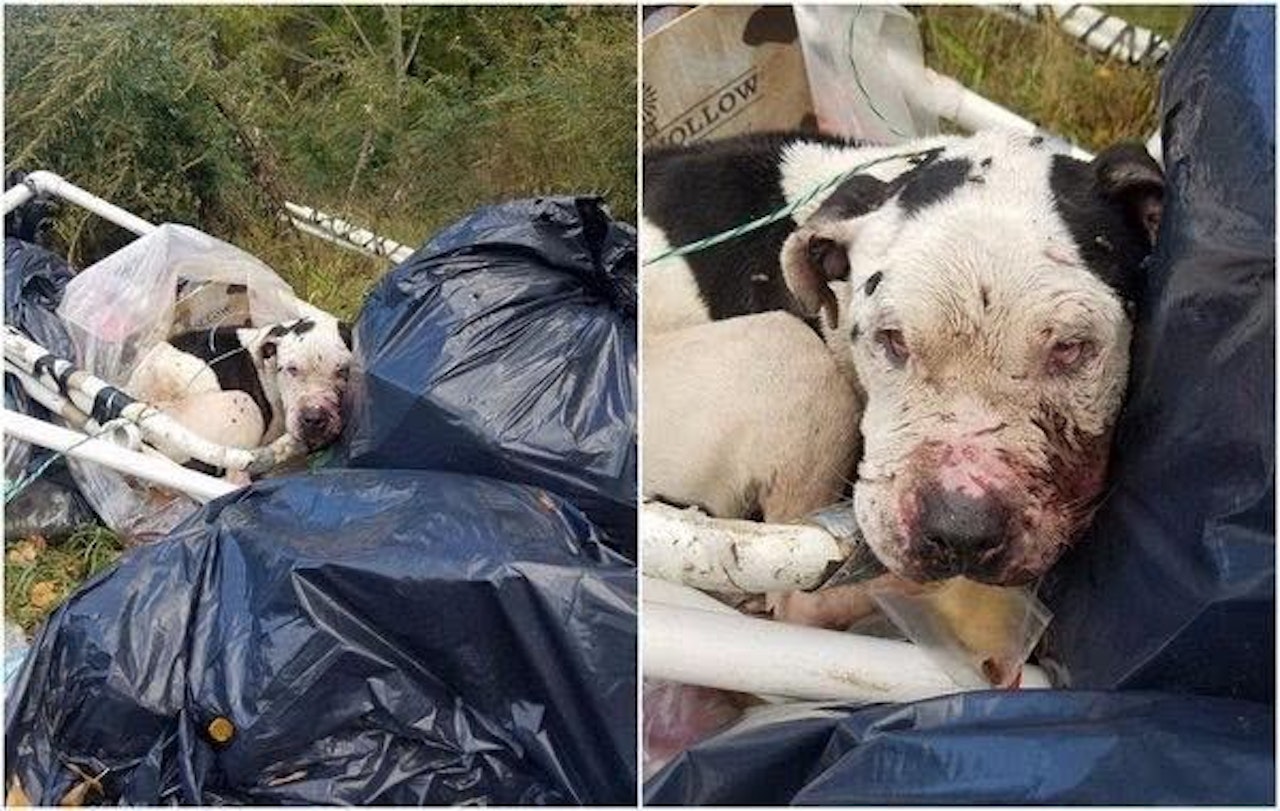 Heute.at - Rüde wurde mit halben Gesicht auf Müllhalde entsorgt