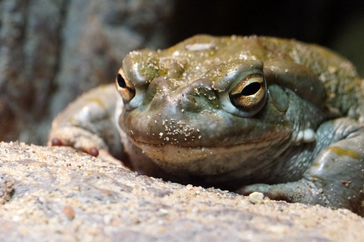 Names: Sonora desert toad, Colorado river toad