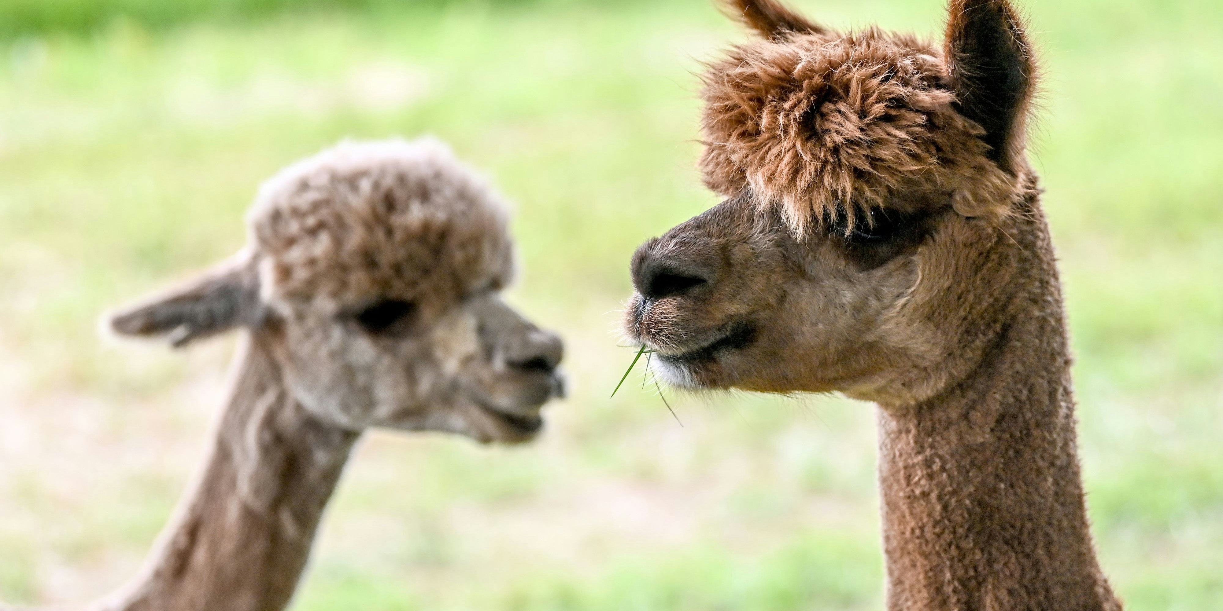Ein oder mehrere unbekannte Täter fügte/n Alpakas in einem Gehege in Nestelbach bei Graz tiefe Schnittwunden zu. Symbolbild.