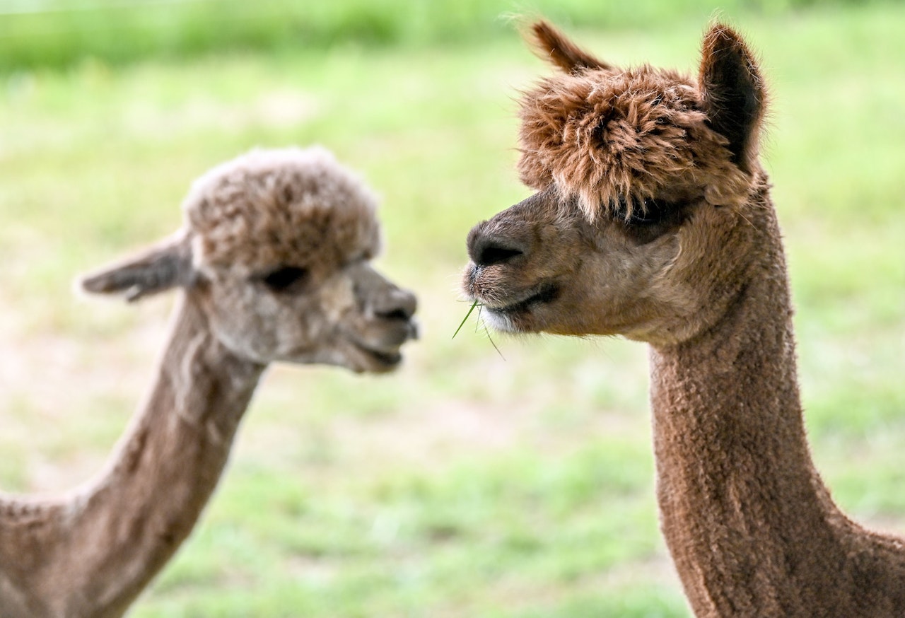 Heute.at - Tierhasser fügen Alpakas tiefe Schnittwunden zu