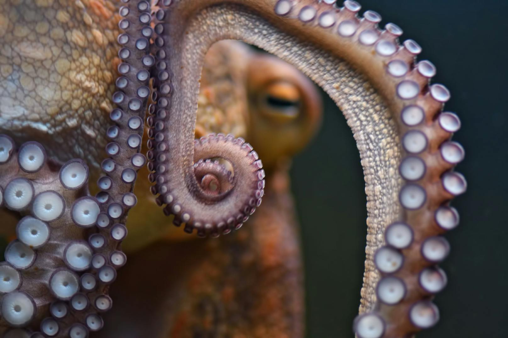 Oktopoden sollen auf Ecstasy ebenso verliebt reagieren wie wir Menschen. (Symbolbild)