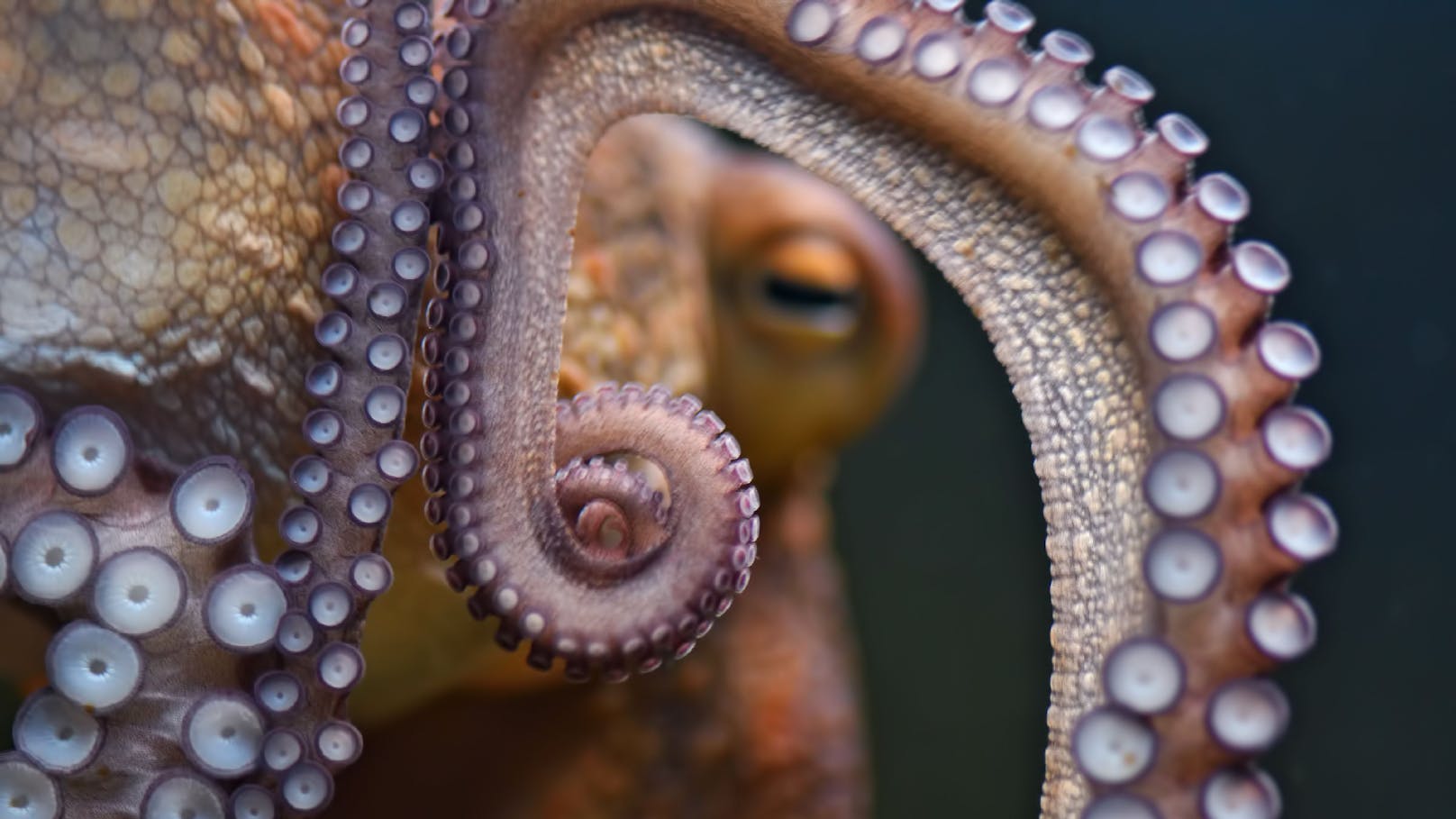 Das Weibchen sagt bei den Oktopussen genau wo es lang geht. 