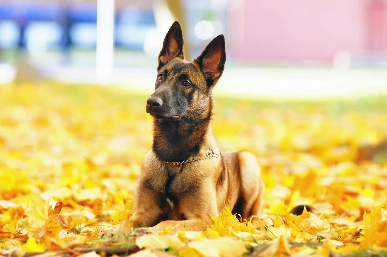 Belgische Schäferhunde sind sehr territorial und intelligent und deshalb auch sehr beliebt als Begleithunde der Polizei. (Symbolbild)