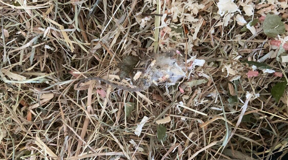 Diesen Anblick hat die "Heute"-Leserreporterin nicht erwartet...