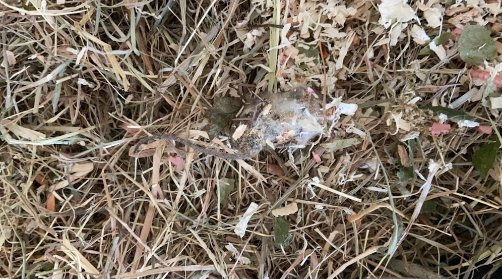 Diesen Anblick hatte die <em>