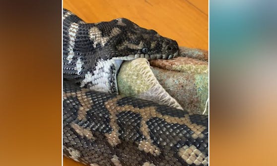Kann das schmecken? Ein Python verwechselte die Hundedecke wohl mit seiner eigentlichen Beute.