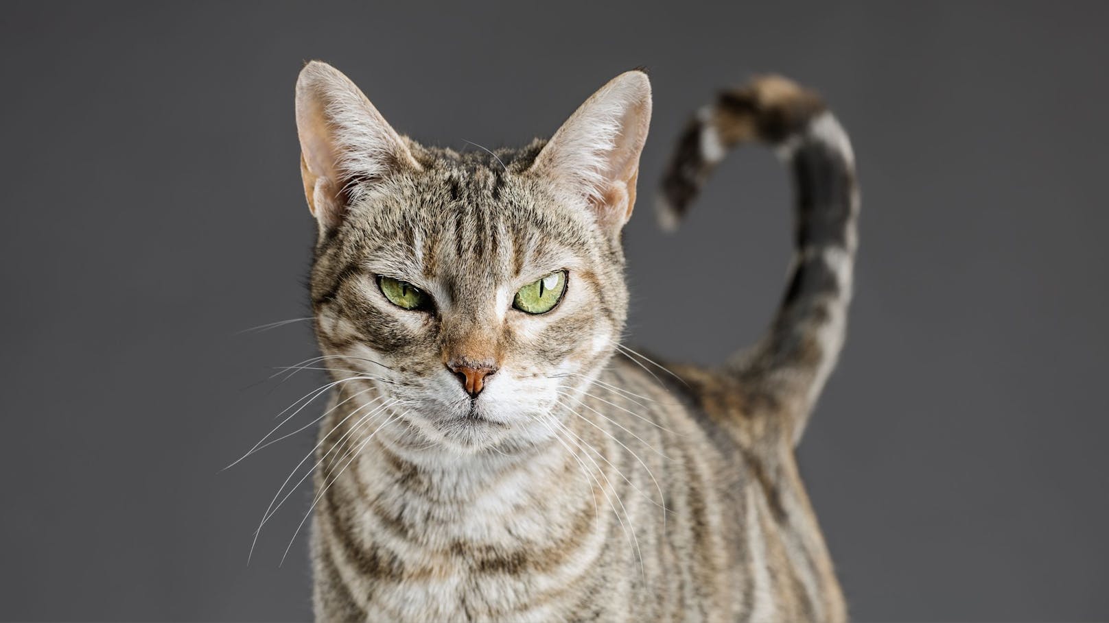 Wissenschaftler sagen: "Deine Katze will dich töten!"