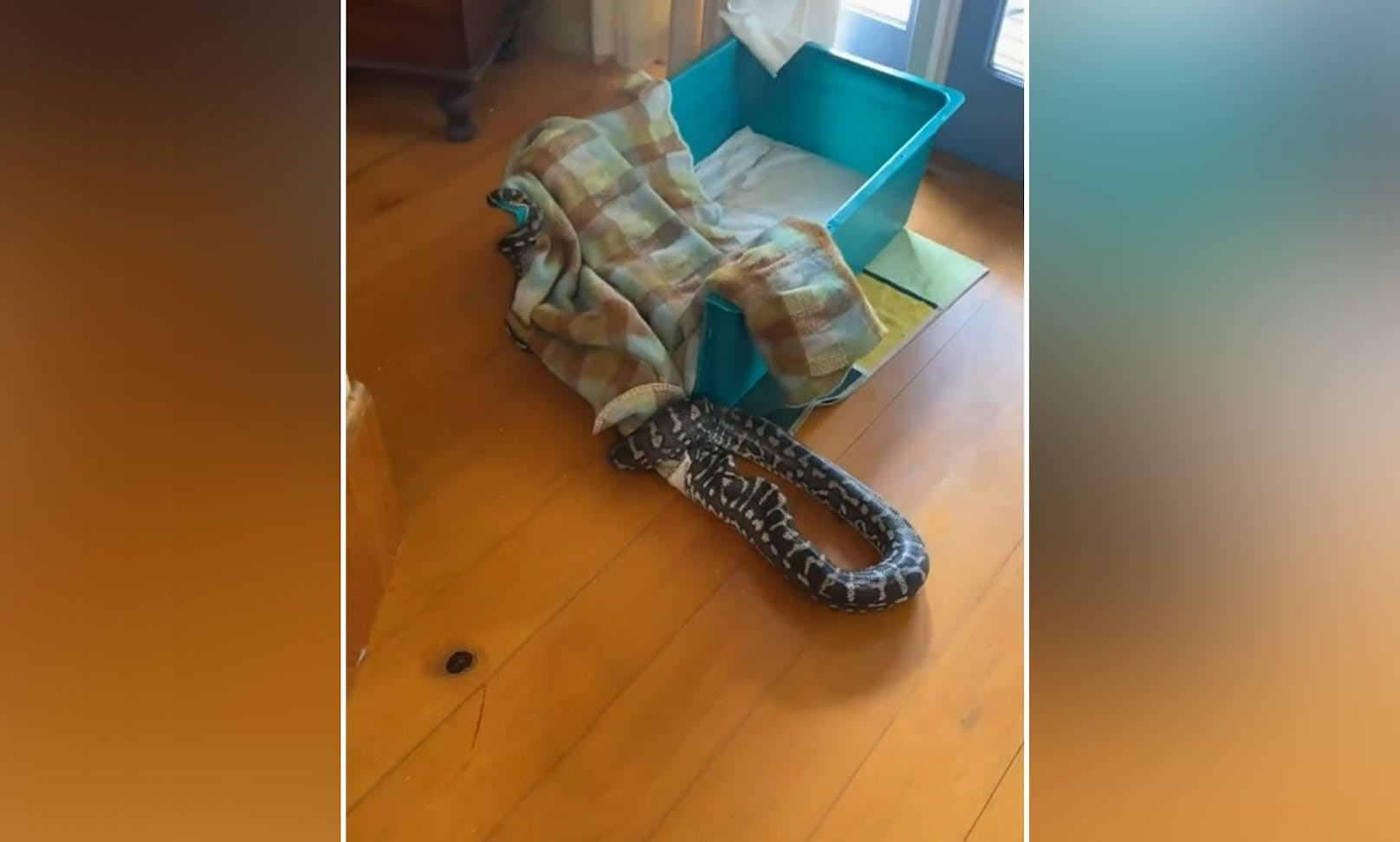 Ein kleiner Python wurde vom Geruch eines Hundes in ein Haus in Australien gelockt. <br>