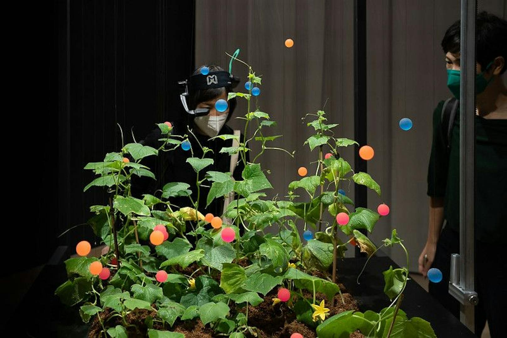 Gurkenpflanzen in Interaktion mit einem AI-Roboter