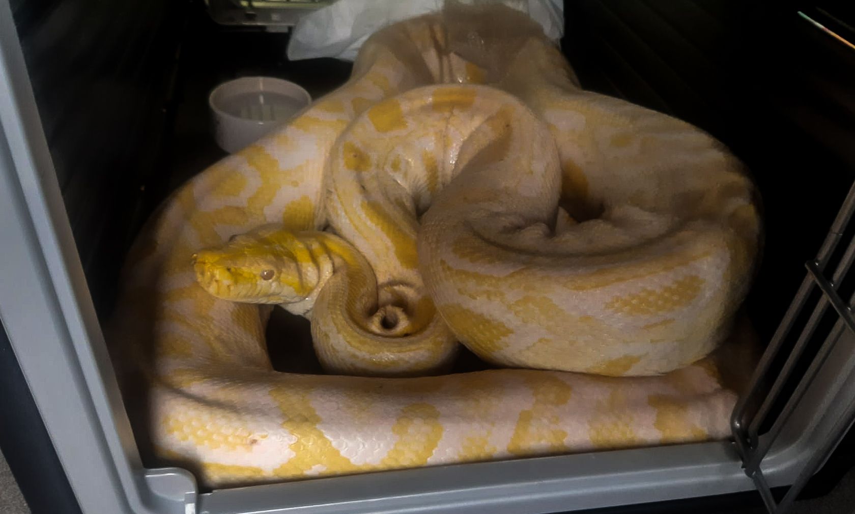 Dieser Tigerpython wurde in Floridsdorf gefunden und ist bereits über vier Meter lang. 