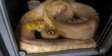 Schon sechs Riesenschlangen in Wien ausgesetzt