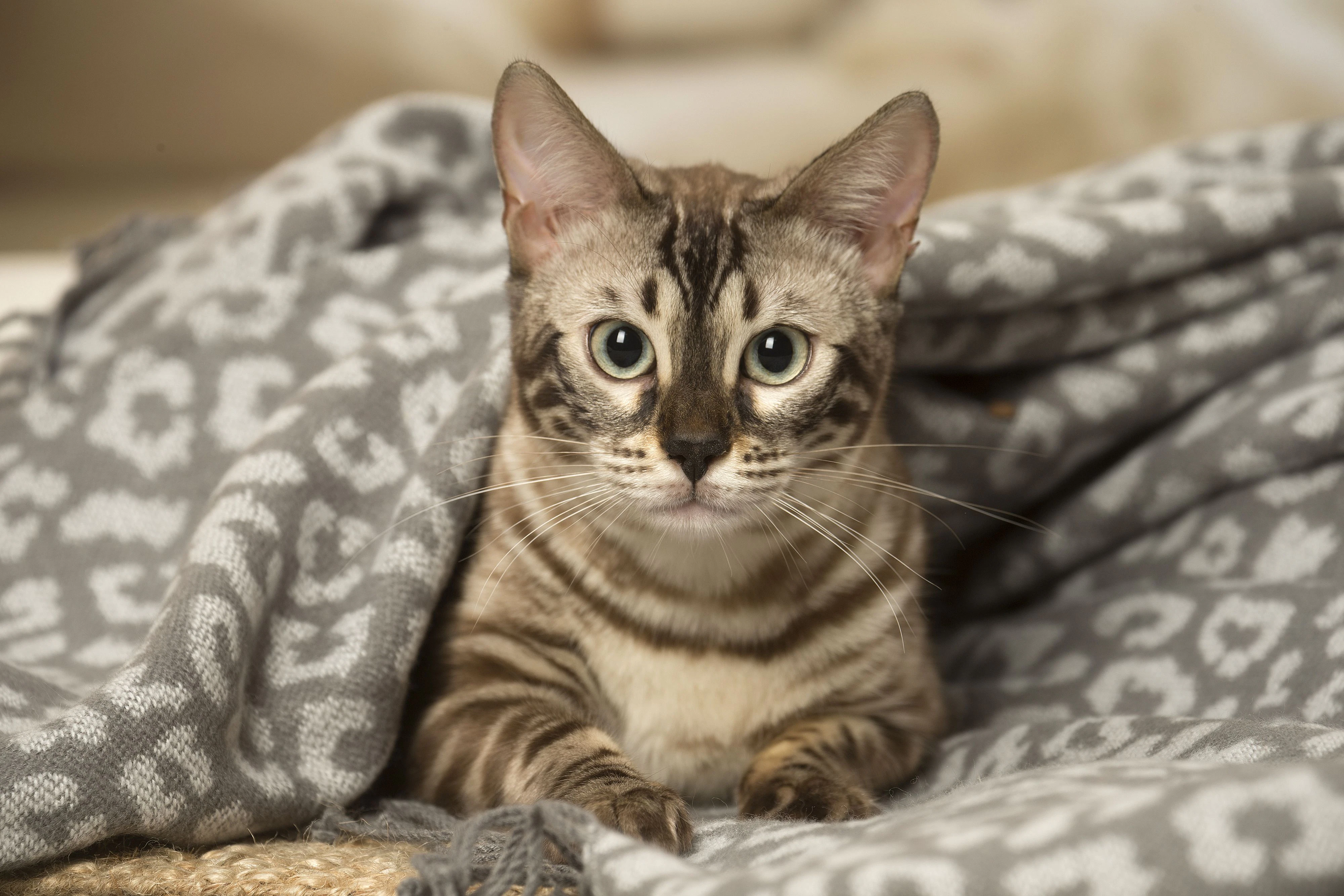 Bei dem Kauf hätte eine Bengalen-Katze erworben werden sollen. Symbolbild. 
