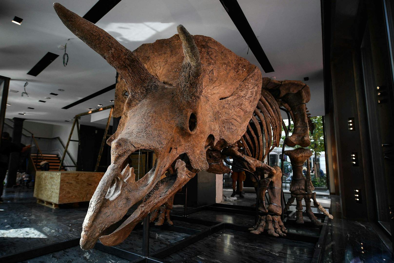 "Big John" ist rund acht Meter lang und 66 Millionen Jahre alt. In ein Museum wird er wohl nicht kommen.