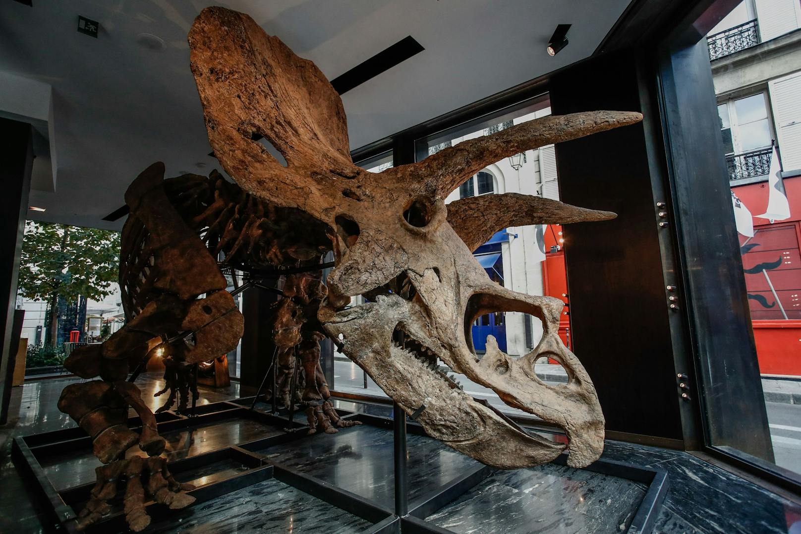 Das etwa acht Meter lange Skelett des Pflanzenfressers mit der seltsamen Halskrause und seinen drei Hörnern ist rund 66 Millionen Jahre alt.