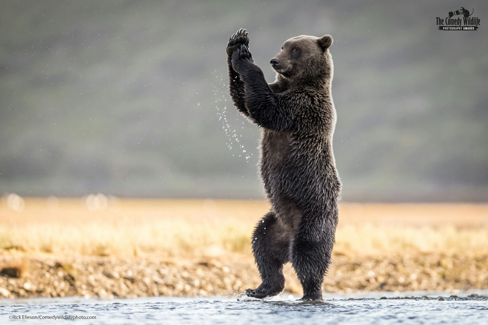 Dieses Bild eines waschechten Grizzly Bären zeigt ihm laut Titel beim Tanz zu "Cotton Eyed Joe".&nbsp;