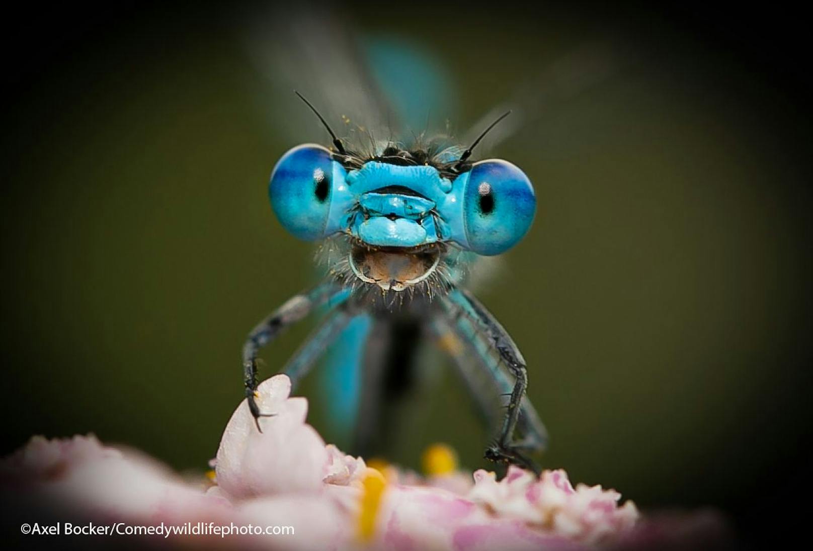 Wie lustig ist denn dieses Insekten-Gesicht? Als würde die Libelle tatsächlich in die Kamera lachen, oder?