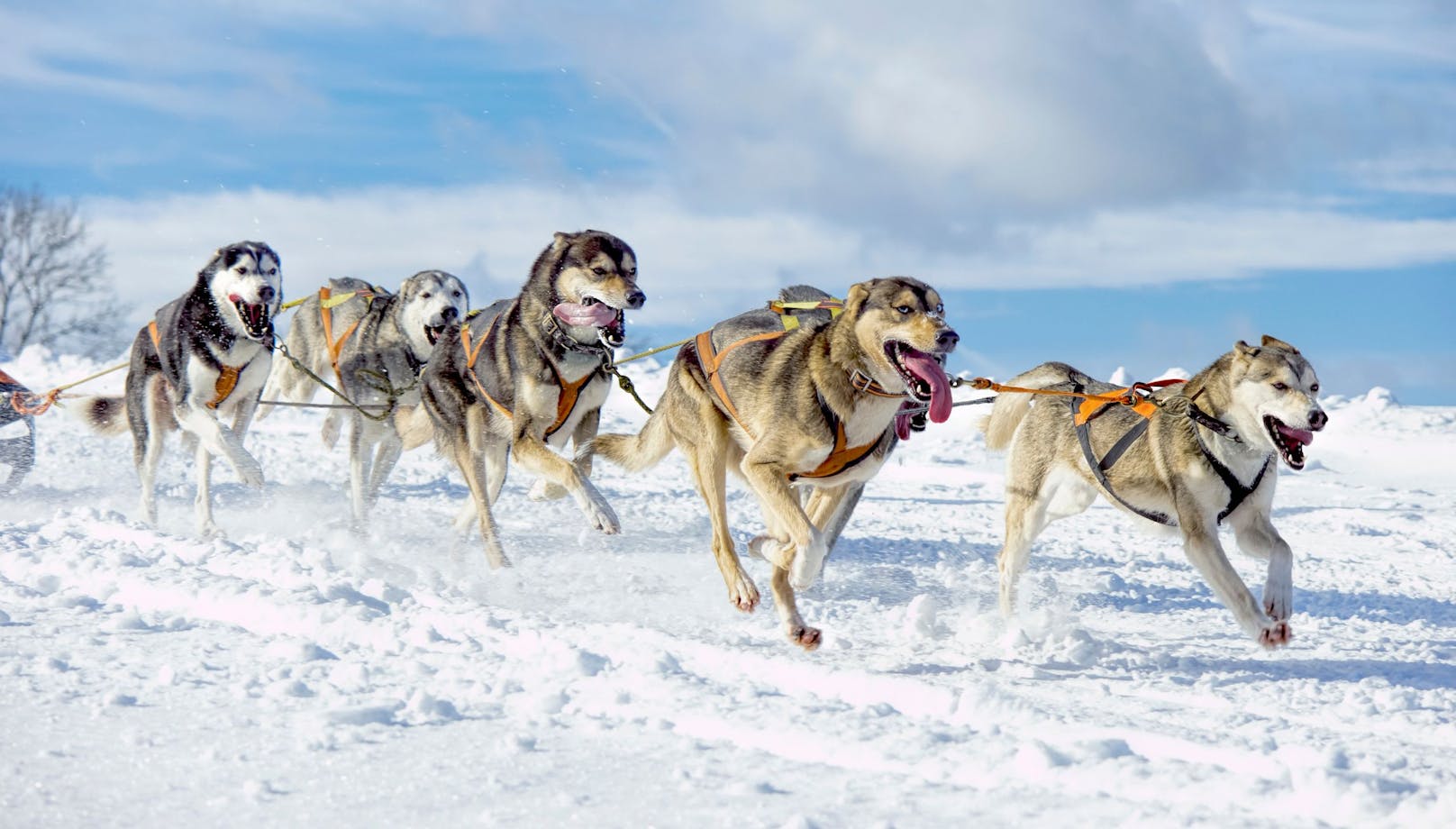 Die lange Tradition des Schlittenhundesports hat wohl im nördlichen Sibirien begonnen.&nbsp;