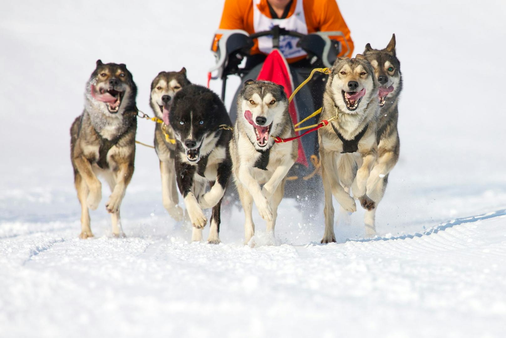 Der "Siberian Husky" und der "Alaskan Malamute" sind wohl die bekanntesten "Schlittenhunde" - wobei eigentlich jeder Hund ein Schlittenhund ist, der eben vor einen Schlitten gespannt werden kann.&nbsp;