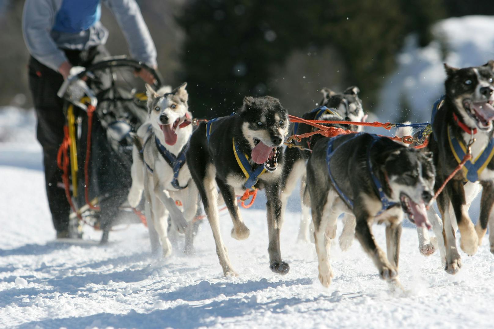 Die optimalsten Fähigkeiten haben Schlittenhunde, die einen Schlitten in 24 Stunden über 200 km weit ziehen können.&nbsp;