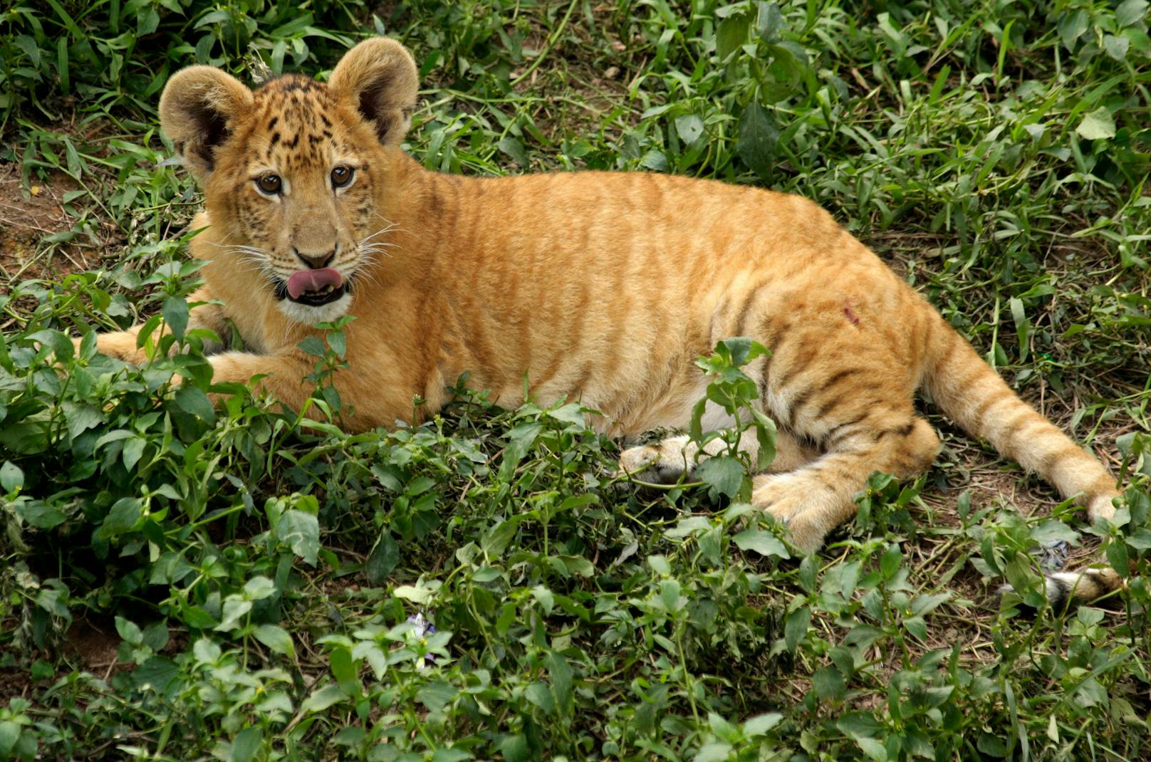 Da sich die natürlichen Lebensräume der Großkatzen nicht überschneiden, kommen die Hybriden nur in Zoos und Zirkussen zur Welt. 