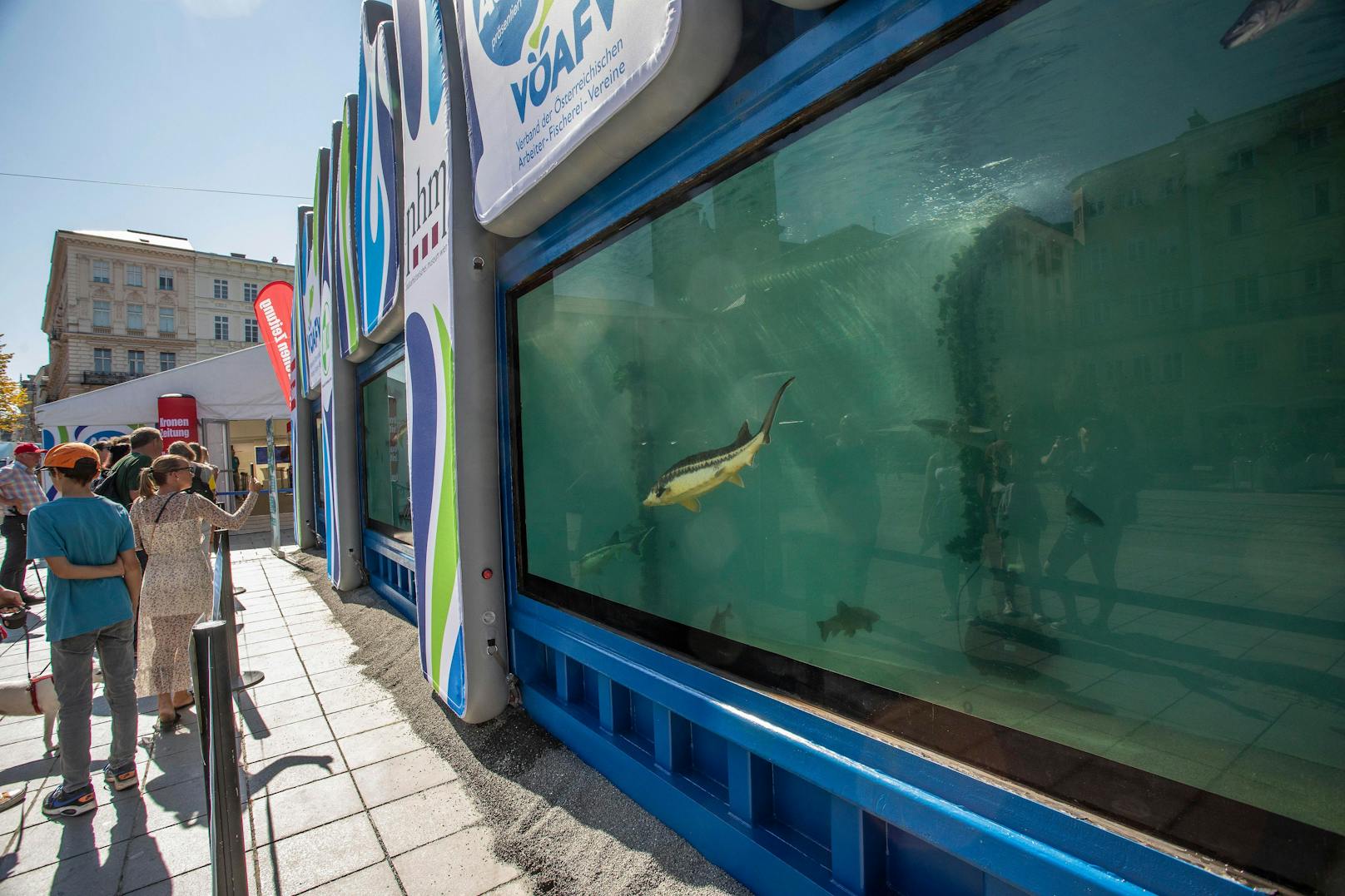 Noch bis Sonntag ist das Aquarium zu bewundern.