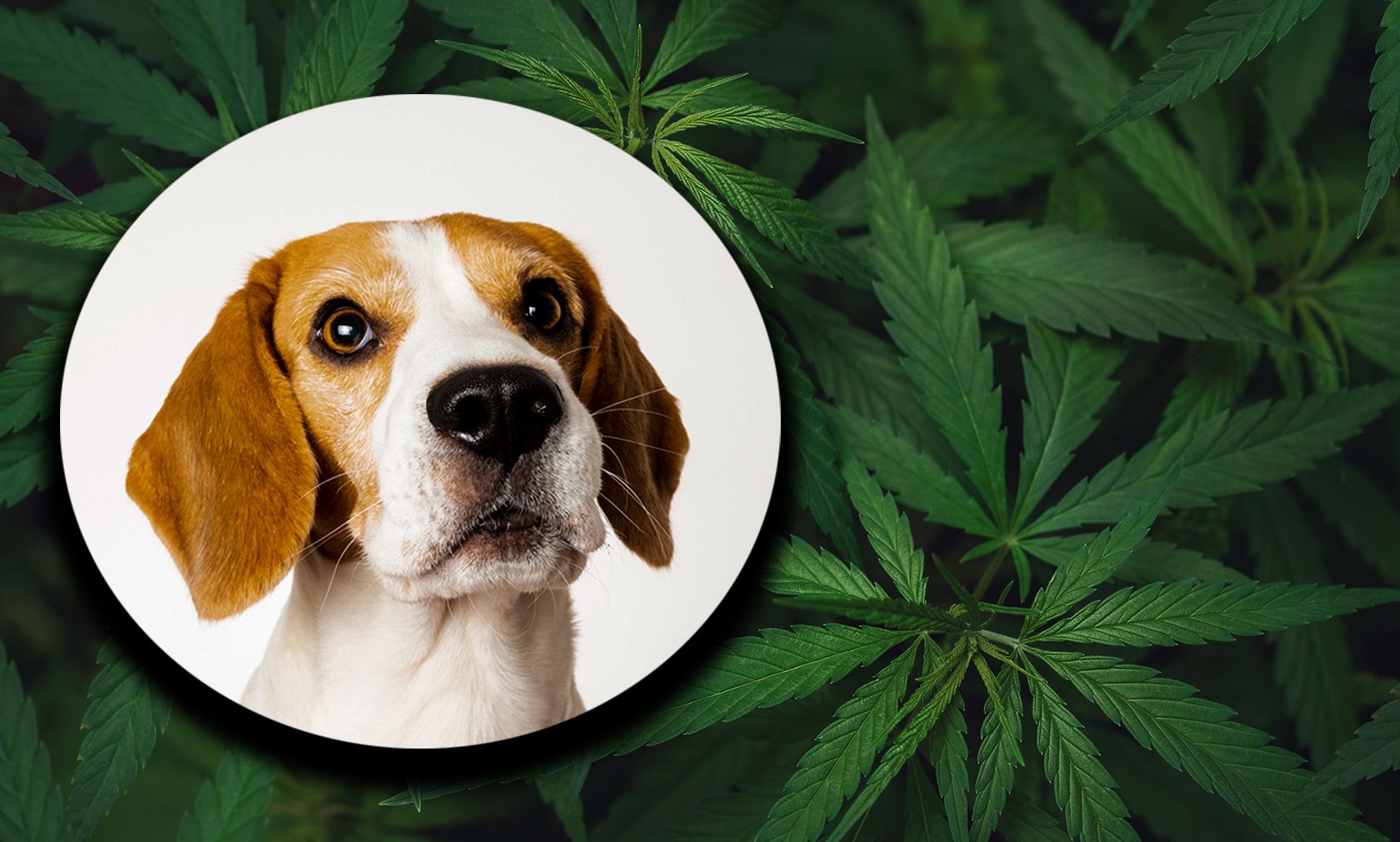 Seinen Hund in den "Genuss" von einem Joint kommen zu lassen, ist grob fahrlässig. 