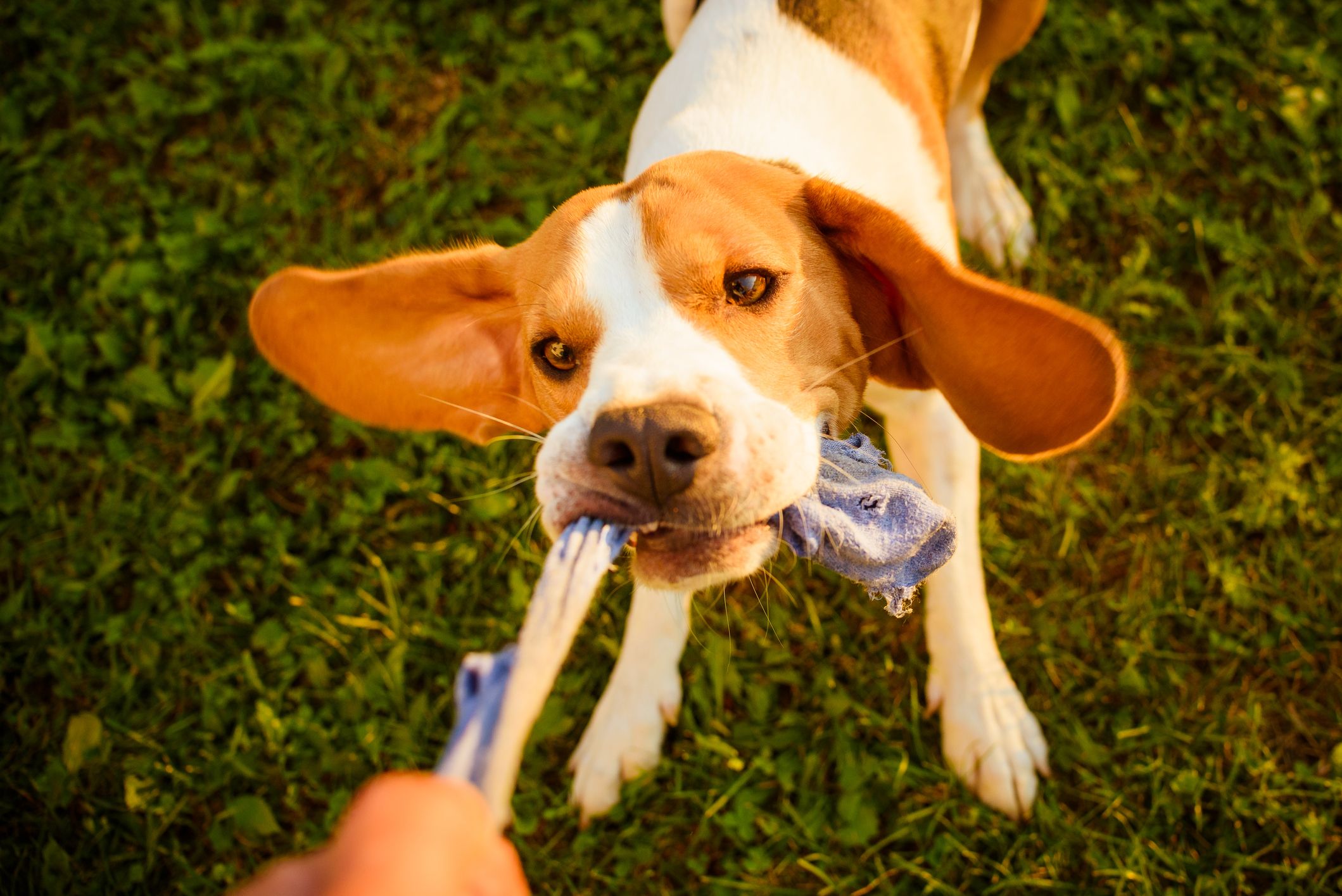 Der kleine Beagle "Beau" hatte im wortwörtlich an den Socken seines Frauchen einen Narren gefressen. 