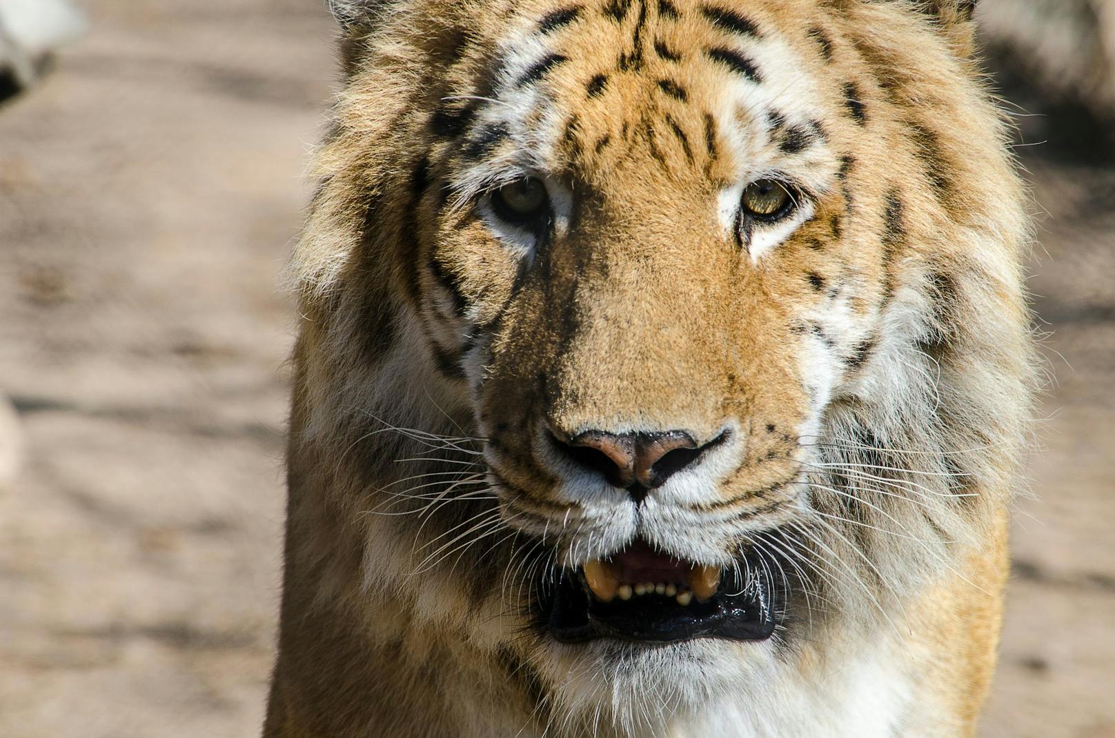 Wenn das weibliche Tier ein Tiger ist, spricht man von einem Liger. Wenn das weibliche Tier eine Löwin ist, von einem Töwe. 
