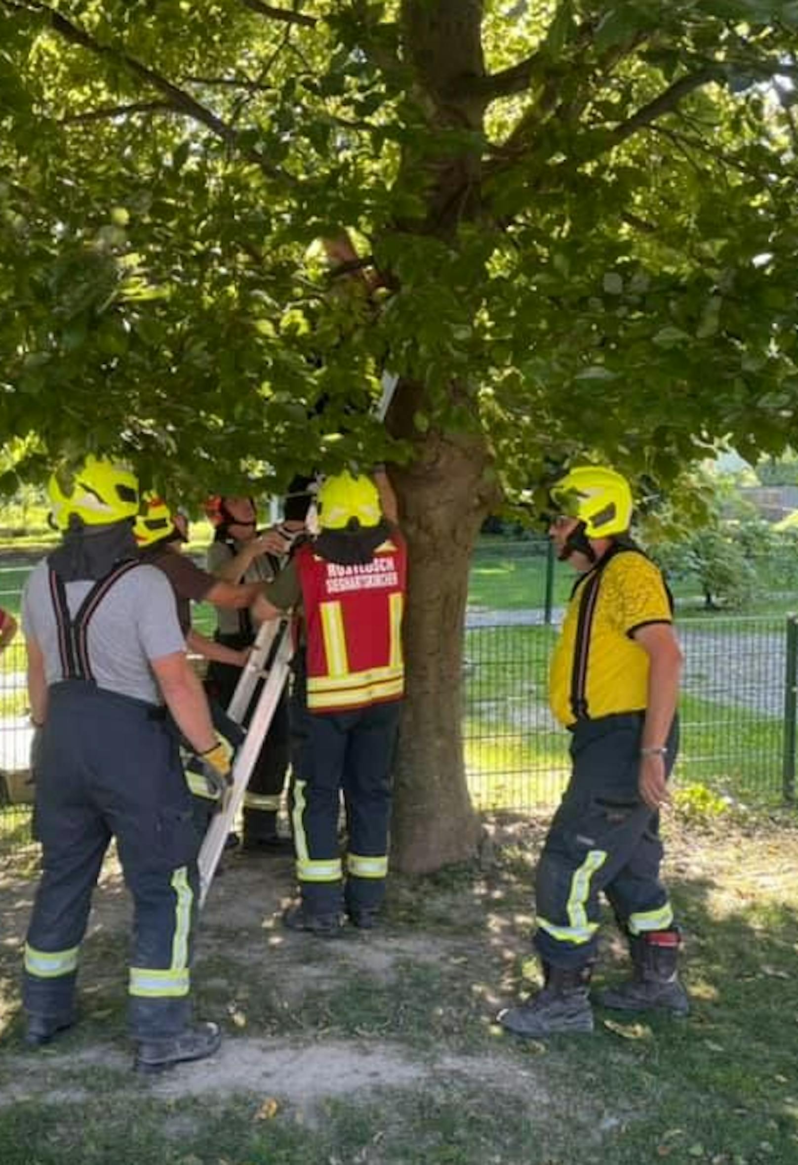 Der Teenager musste von der Feuerwehr vom Baum gerettet werden.
