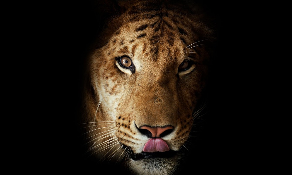 Die Verpaarung von Löwen und Tigern nennt man entweder Liger oder Töwe - je nachdem welches Tier das Weibchen ist.