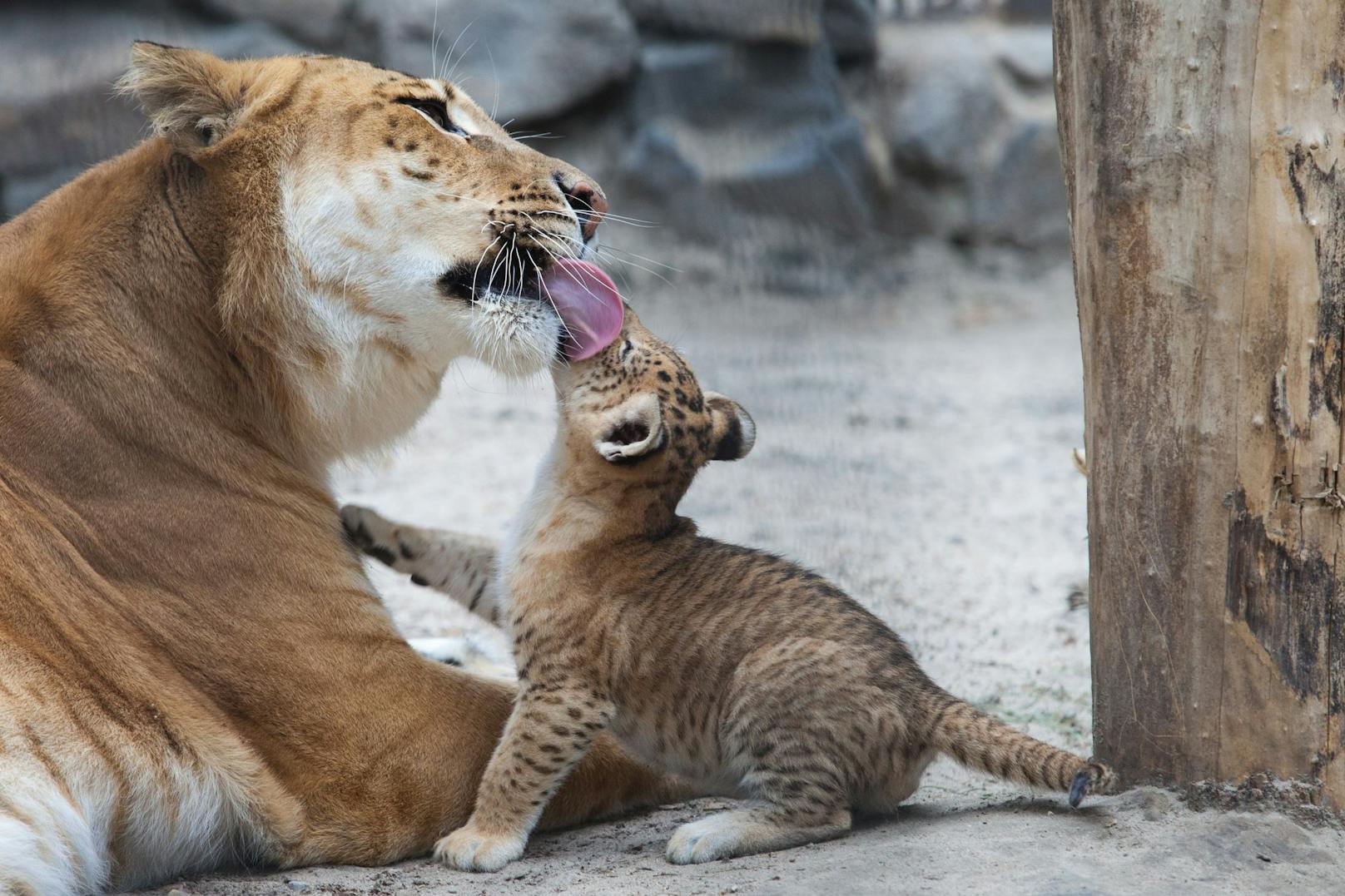 Bei dem Liger und dem Töwe handelt es sich um Großkatzenhybriden - einer Verpaarung von Tigern und Löwen. 