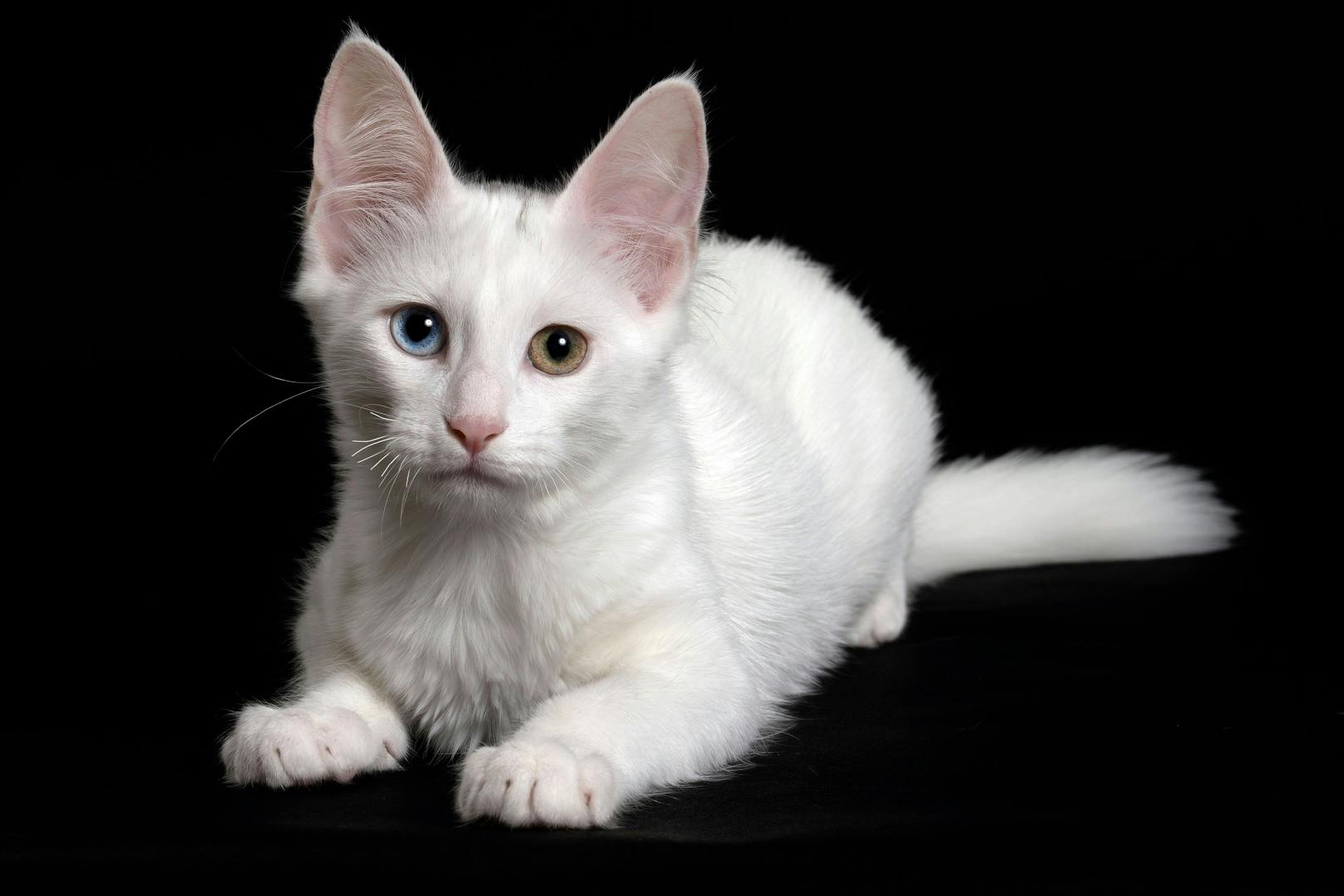 Man bezeichnet sie aufgrund ihrer ausgerägten Bindung zum Menschen auch gerne als "Hundekatze". 