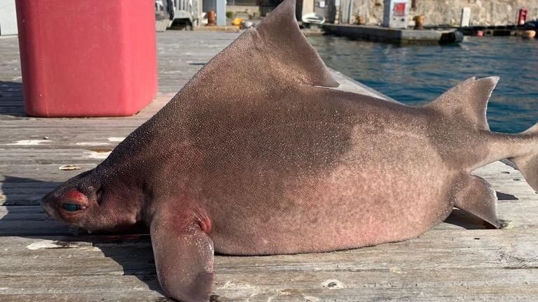 Der Klimawandel trieb die Gefleckte Meersau offenbar ins Mittelmeer.