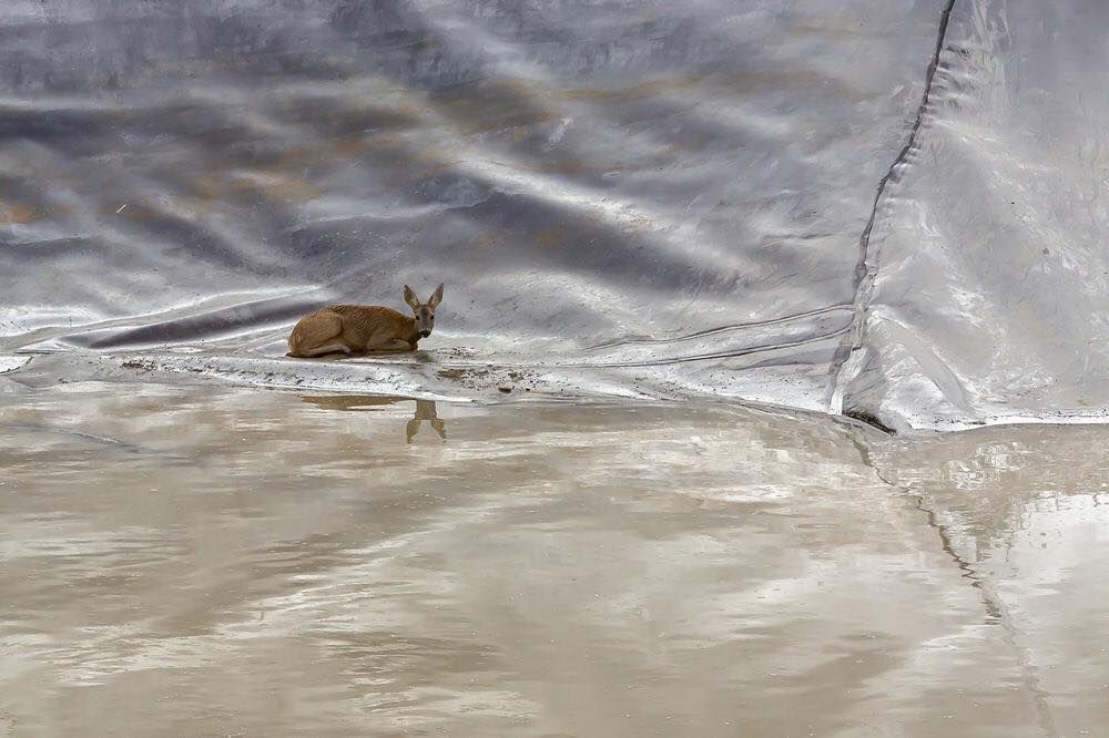 Ein Reh saß in einer Sickergrube fest.