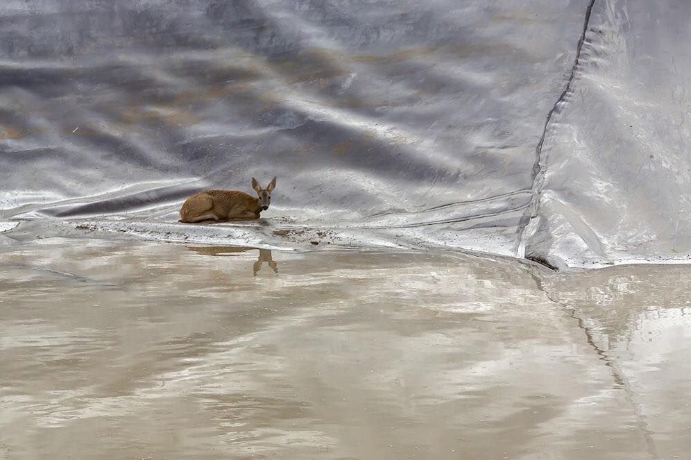 Ein Reh saß in einer Sickerbecken fest.