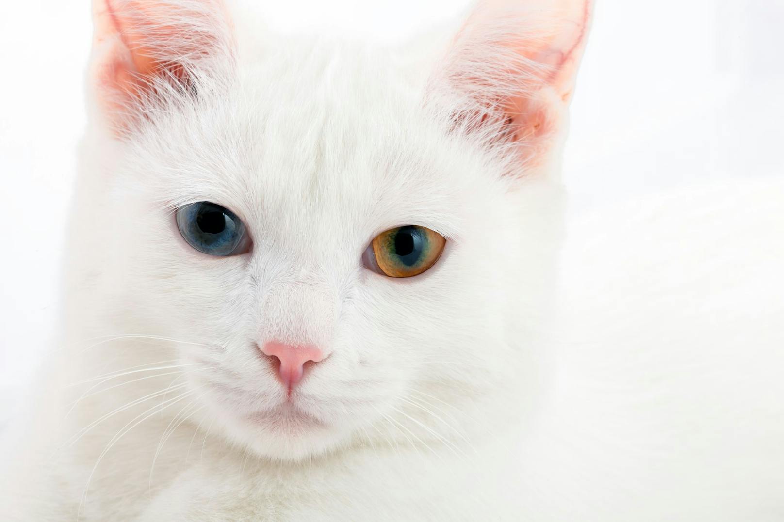Bis zu den 1990er Jahren wurden nur rein-weiße Katze dieser Rasse anerkannt - dadurch tritt hier auch vermehrt das "Odd-Eyed"-Farbmerkmal auf, wo ein Auge blau und das andere gelb ist. <br>