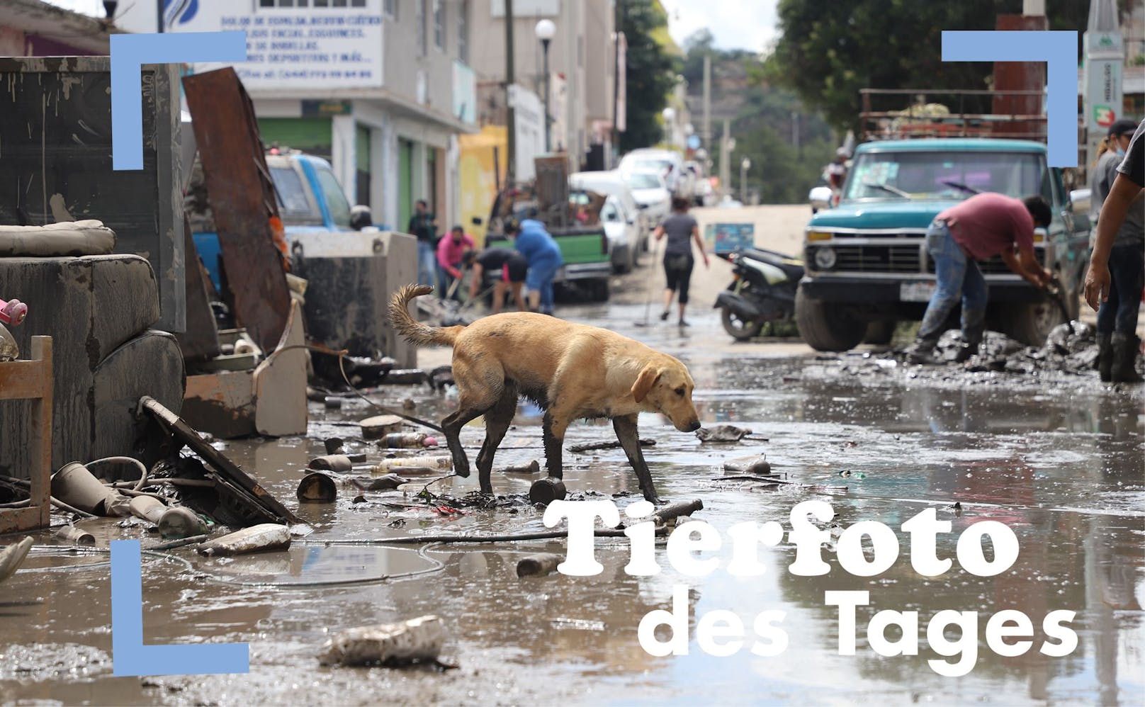 Nach starken Regenfällen traten in Mexiko gleich drei Flüsse über ihre Ufer. Hier sieht man einen Hund, der im Matsch nach etwas Essbarem sucht. 