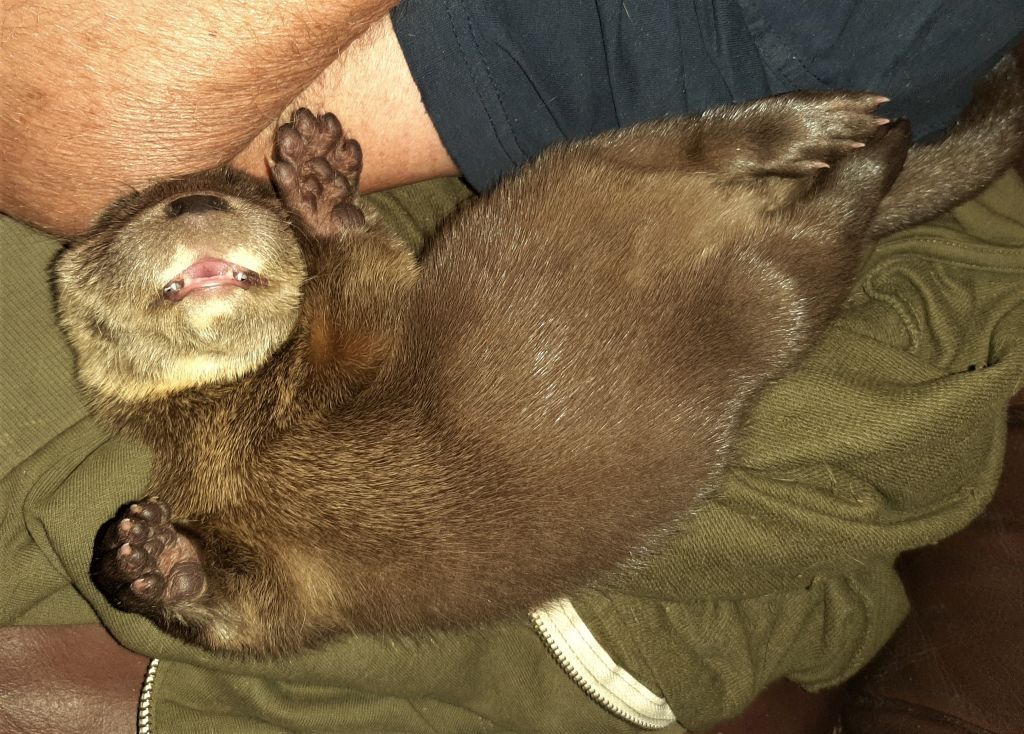 Das sechs Wochen alte Fischotter-Mädchen wurde auf den Namen "Bernie" getauft. 