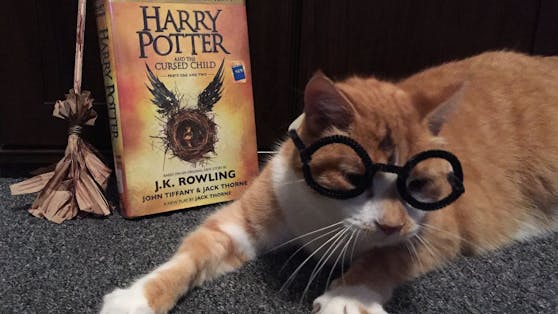 Die Begeisterung für seine Verkleidung ist Bibliothekskatze "Horatio" ins Gesicht geschrieben, oder?