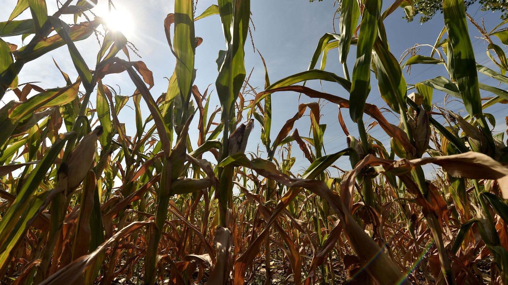 Maispflanzen auf einem von Trockenheit und Dürre betroffenen Feld in Niederösterreich. Dürreperioden treten in Zeiten der globalen Klimakrise häufiger auf und dauern gerade im Osten des Landes länger. Dies führt zu dramatischen Ernteausfällen.<br>