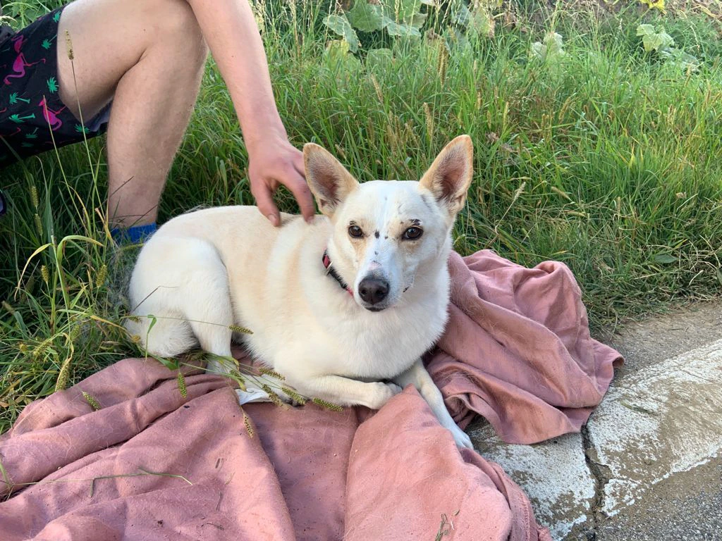 Der kleine Hund kam mit einem Schrecken davon