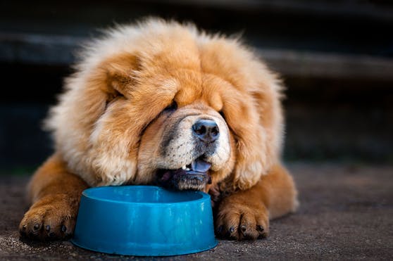 Chow Chow (Symbol)