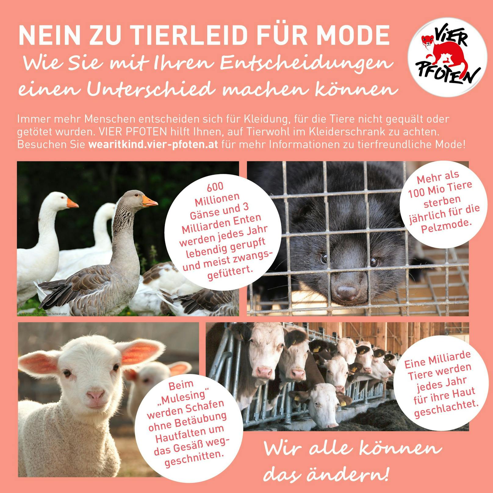 Das neue Vier Pfoten-Programm "Wear it Kind" fordert Konsumenten und Industrie auf, "Nein" zu Tierquälerei zu sagen. <a href="https://help.four-paws.org/en/take-pledge-wear-it-kind">Hier</a> geht's zur Petition "Wear it Kind".<br>