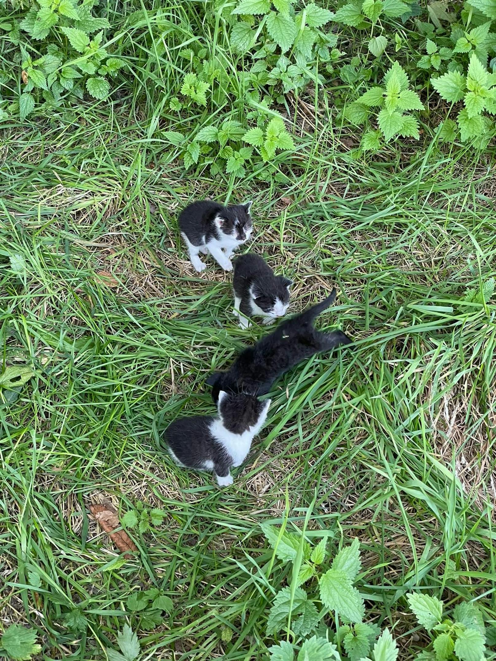 Fünf sterbenskranke Kätzchen wurden mitten im Wald ausgesetzt. 