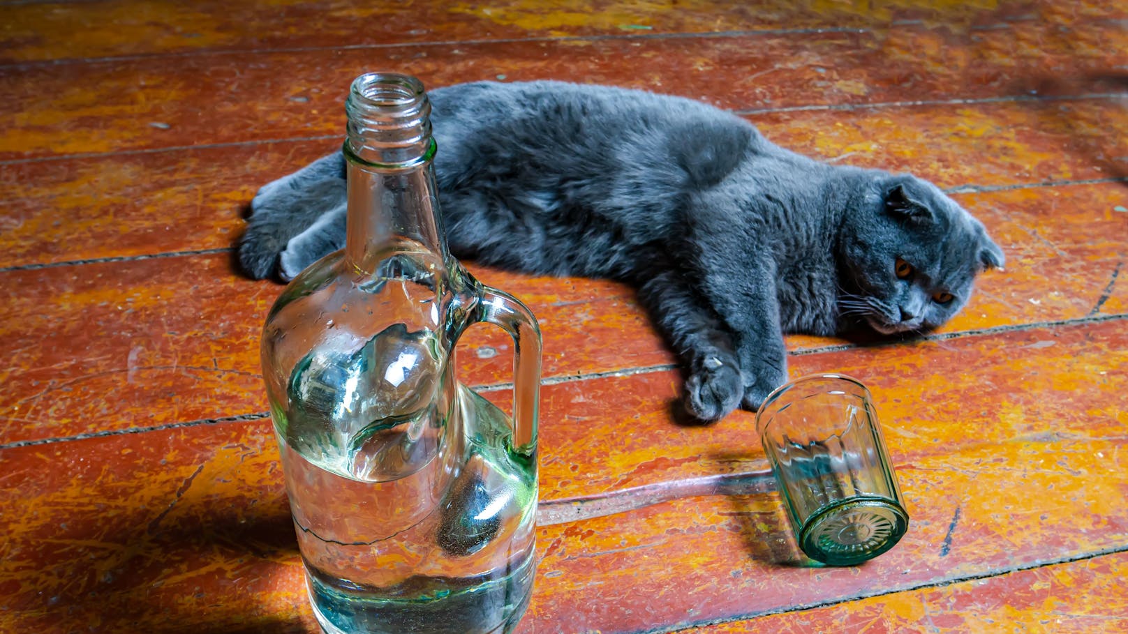 Tiere sollte man normalerweise vor Alkohol schützen - eine Katze konnte aber nur durch Wodka überleben. 