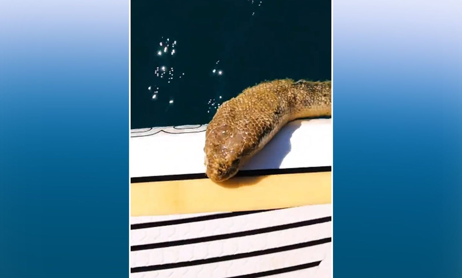 Der Youtuber Brodie Moss begegnete mit seinem Paddelboot einer Seeschlange. 