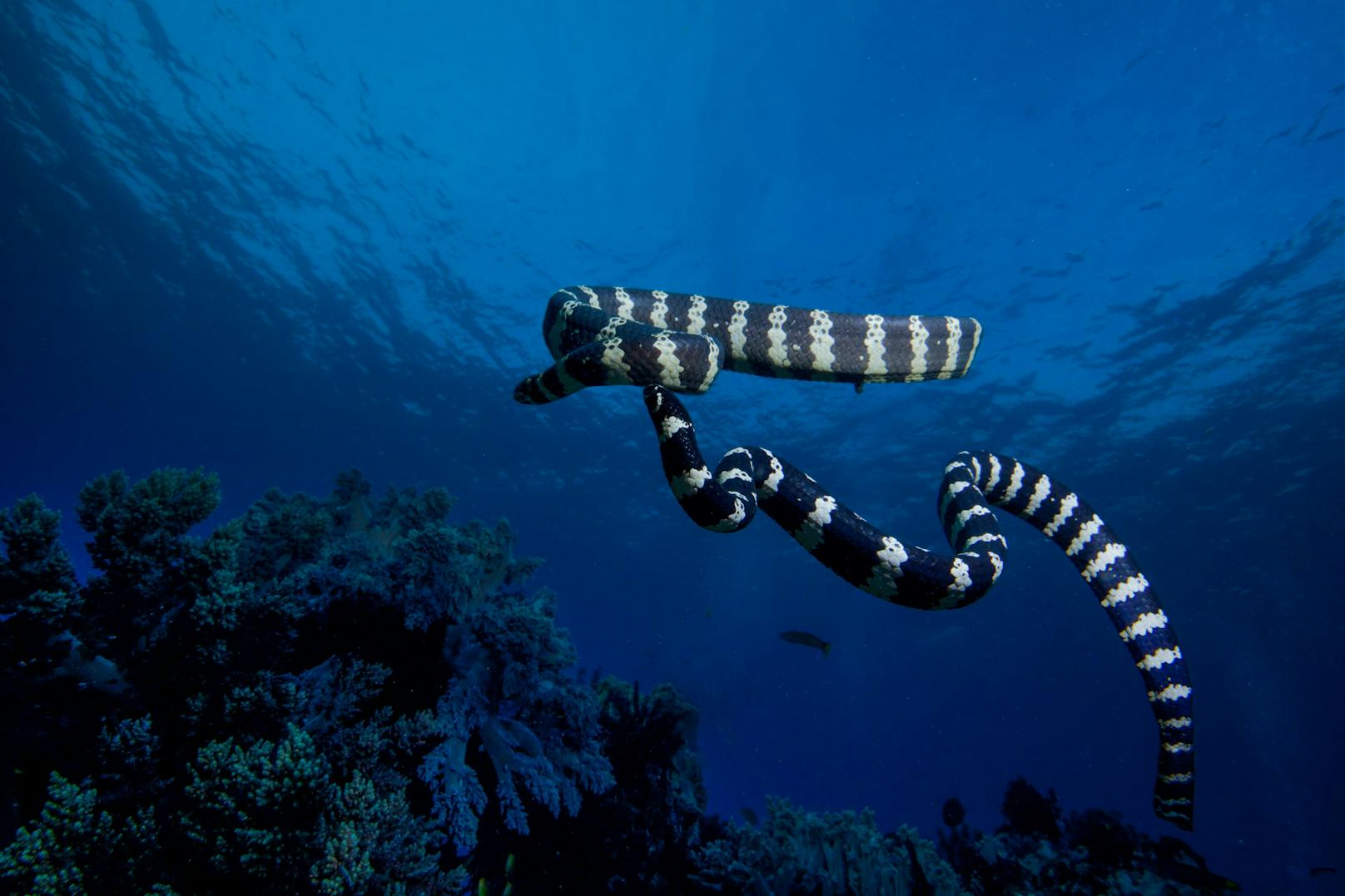Seeschlangen sind bis auf eine bestimmte Art lebendgebährend und verbringen ihr gesamtes Leben im Meer. 