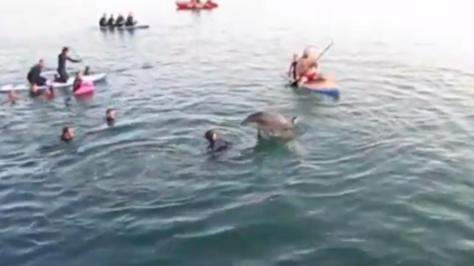 Delfin "Nick" hat Lust auf Sex: Naturschützer warnen vor den Attacken des Meeressäugers.
