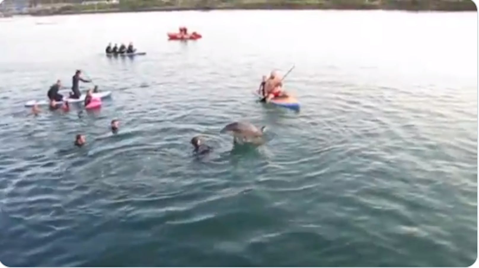 Sexhungriger Delfin rückt Badegästen auf die Pelle