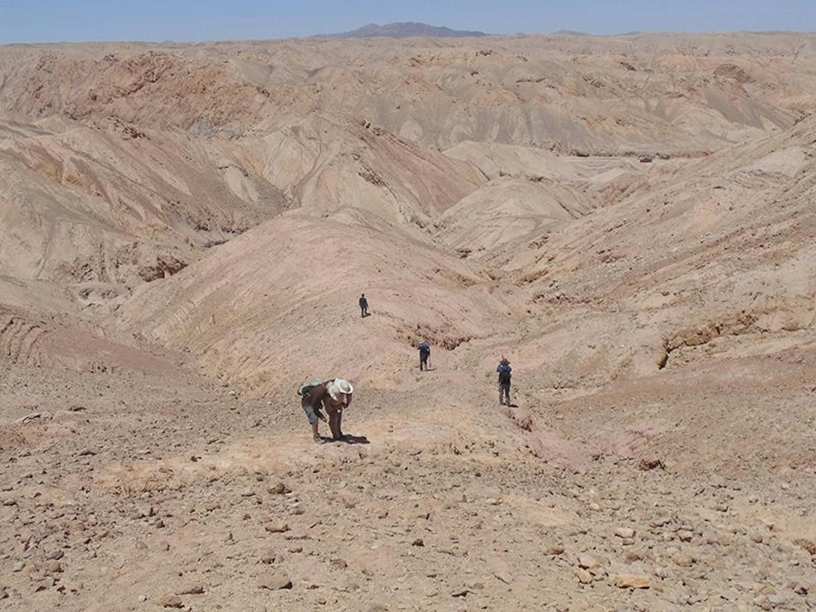 Die Entdeckung, die mitten in der Atacama-Wüste gemacht wurde, gesellt sich zu anderen Fossilien der Meeresfauna, die den Ort vor etwa 160 Millionen Jahren bewohnten, wie Pliosaurier und Plesiosaurier.